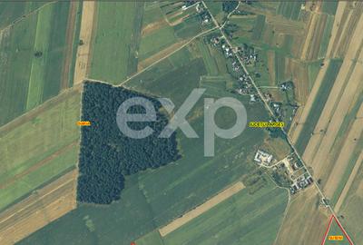 20 Ha Padure stejar la 10 km de Pitești - 3