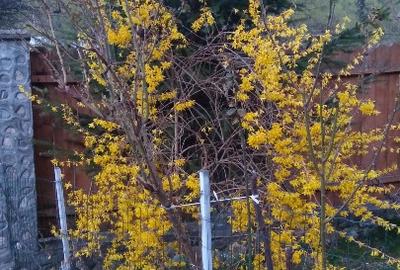 Vila cu 13 camere de vanzare in Valcea, Voineasa - 16