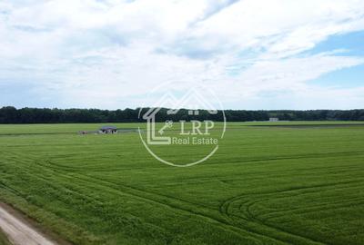 OPORTUNITATE INVESTIȚIE:Teren intravilan 25.000mp Dascălu-Pădure, parcelabil - 9