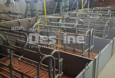 AFACERE LA CHEIE  FERMA DE  PORCI - 6