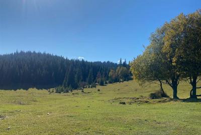 Teren extravilan la Poiana Horea - Belis - 16.000 mp - 3