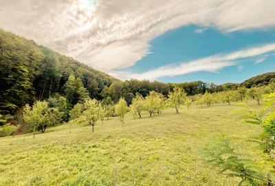 Teren 9.800 mp – Investiție ideală în mijlocul naturii | 10€/mp - Comision 0% - 7