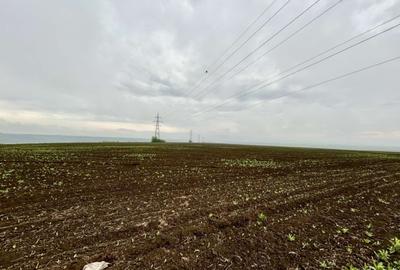 Oportunitate: 5000 mp teren extravilan Aroneanu la padure doar 2 EUR/mp neg - 2