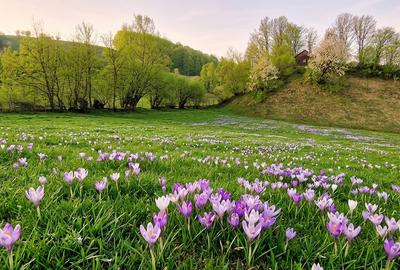 Teren de vanzare in Bucovina - 5