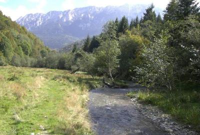 Teren Barsa lui Bucur, Plaiul Foii, Zarnesti - 3