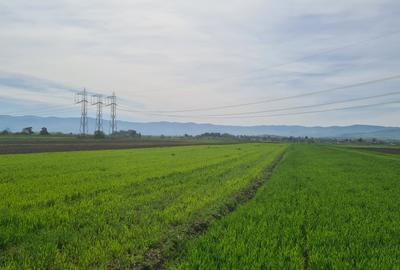 TEREN EXTRAVILAN LANGA FABRICA DE CHERESTEA Holzindustrie Schweighofer - RECI - 2