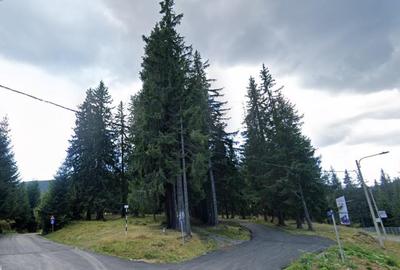 Teren 1400mp intravilan padure in statiunea Paltinis -zona statia Meteorologica - 1