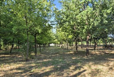 Teren  Dorobanți, Arad – 2176 mp, deschidere 22 ml, utilități, cadru natural - 1