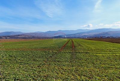 Teren agricol extravilan de 14600 mp, în Tărlungeni