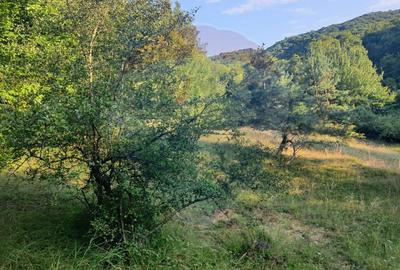 Poiană pentru cabana de vanzare intravilan Coas - 11