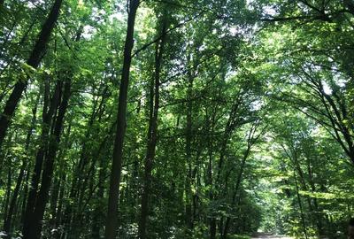 46644 mp teren in Padurea Baneasa proiect exclusivist - 16