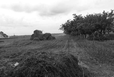 Casa 7 camere, BIHOR, ROIT - 3