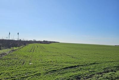 Teren extravilan 8600 mp Livada de Bihor - 3