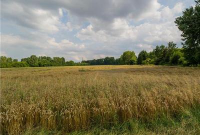 8.000 mp teren intravilan, Tractorul, Brasov - 4
