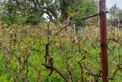 Teren Construcții intravilan de 1500 mp, în Central