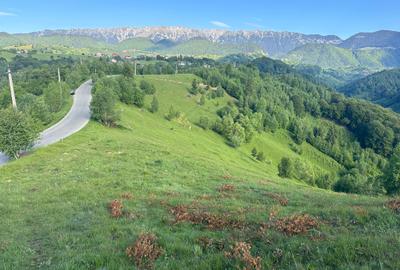 Teren 21000 sau 10000 mp in zona Pestera-Moieciu, la 5 km de Bran