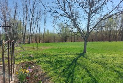 Oaza de liniste cu izvor natural si padurice - 3800 mp intravilan in Mastacani - 2