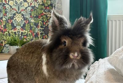 Apartament cu 2 camere decomandat, mobilat în Universitate