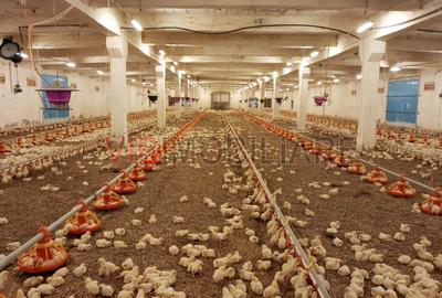 Ferma avicola populata, aparoape de Oradea - 2