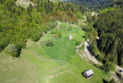 Teren 12,127mp Frasin / Drumul Forestier Valea Seacă - 9