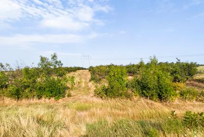 Parcele Teren Extravilan Livada si Pasune Lunca Corbului  Arges - 7