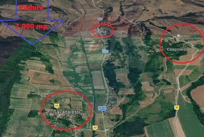 Padure de vanzare – 7.000 mp, Dealu Morii, jud. Bacau - 3