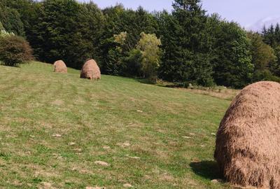 Teren Construcții intravilan de 12000 mp, în Trăisteni