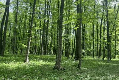 🌲 Teren 7.100 mp cu pădure proprie – Bârnova, lângă Iași - 2