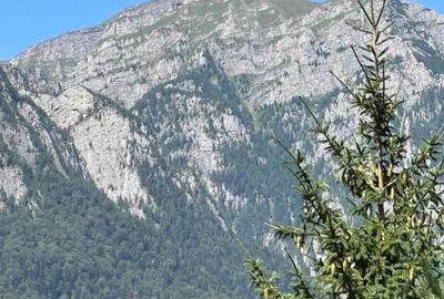 Vilă de vânzare in Bușteni, Piatra Arsă - 4