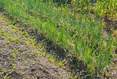 Casa 20 km de Bistrita 1400 mp teren - 12