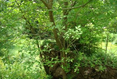 Proprietar vand teren in Predeal langa Complex Belvedere-Verona- Eden-comision 0 - 11