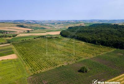 Teren intravilan de 78200 mp, în Frata