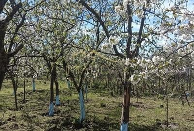 Vila 9 camere***gradina cu pomi fructiferi//1085 mp teren***Dragomiresti-Deal - 13