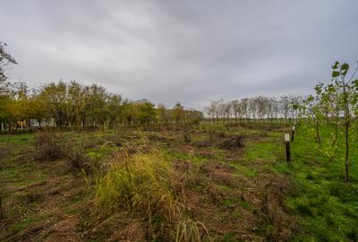 Teren intravilan de vânzare | Cartier rezidențial deosebit | Afumați - 12