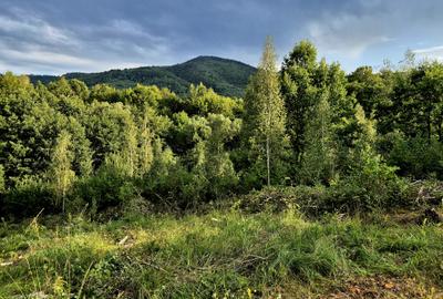 Cabana in mijlocul naturii/parau sezonier /locul de suflet la Sinca Noua/Brasov - 4