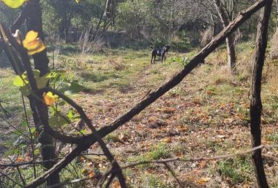 Teren intravilan 1781 mp în Băile Olănești – zonă turistică - 1