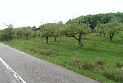 Vand Teren Livada 7.2 hectare - 4