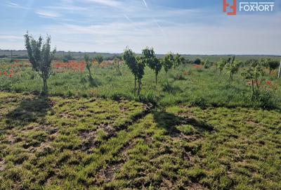 Teren extravilan de 3500 mp de vanzare in Remetea Mare - 3