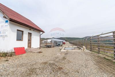 Ferma moderna de porci de vanzare in Curtuiusu Dejului - 9