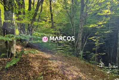 Teren Văliug, 2000mp, ID 950 - 3