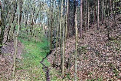 Domeniu de 7 ha in Apuseni - Criscior, Hunedoara - 4