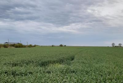 OPORTUNITATE! FERMA FUNCTIONALA, CASA RENOVATA SI TEREN 5HA - 19