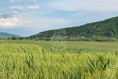 Teren -4.300 mp - Arabil - Chintelnic - 6