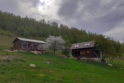 Cabana de vanzare, 8000 mp teren intravilan. Plopi - 3