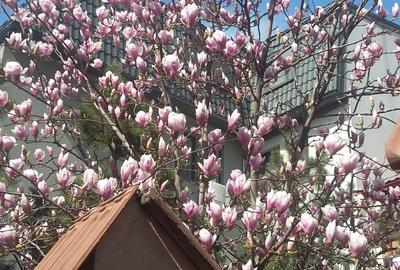 Izbiceni-Damaroaia-Casa Presei,P+E+M,zona verde,aerisita,casa luminoasa,6 camere - 10