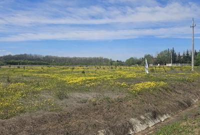 Teren Corbeanca – Balotești, 35.000 mp, lângă pădure și nodul rutier A0. - 1