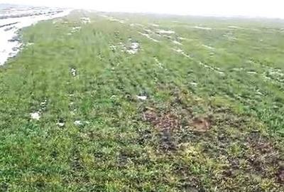 Teren agricol 100 ha| Comasat 100%| Categoria A1 - 2