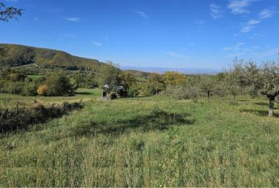 Teren Bucium-Dobrovat 3e metru! - 1