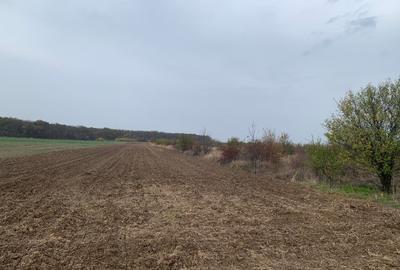 Teren Sabareni linga padure 10 minute pina in Bucuresti - 6