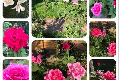 Casa de vanzare Belciugatele - DIRECT PROPRIETAR - 9